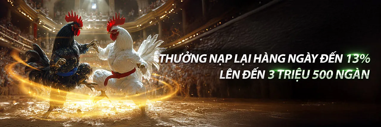 Gà trực tiếp đá gà - Sân đấu sống động